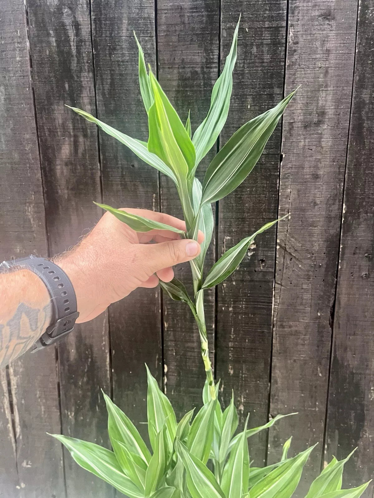 Dracaena Sanderiana/Lucky Bamboo Large Mixed Cuttings – 6 Pack