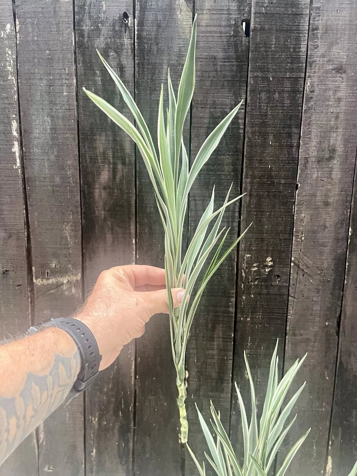 Dracaena Sanderiana/Lucky Bamboo Large Mixed Cuttings – 6 Pack