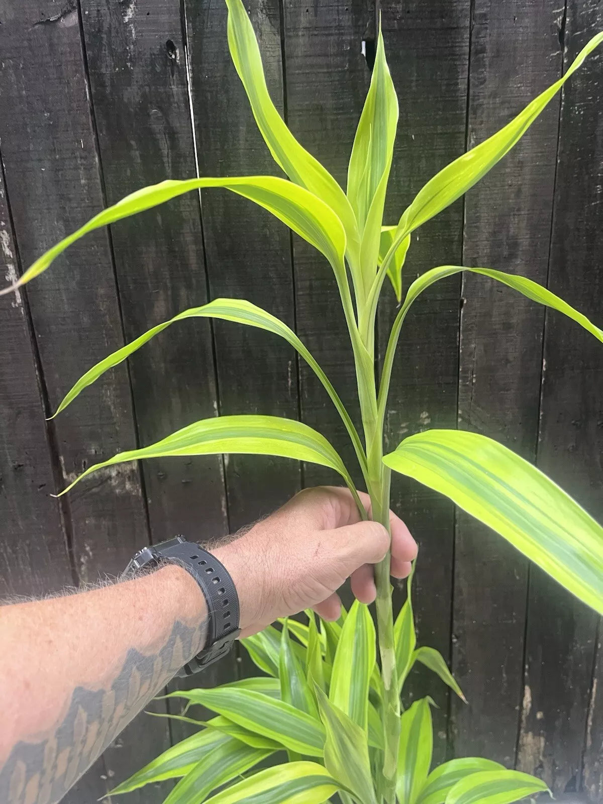 Dracaena Sanderiana/Lucky Bamboo Large Mixed Cuttings – 6 Pack