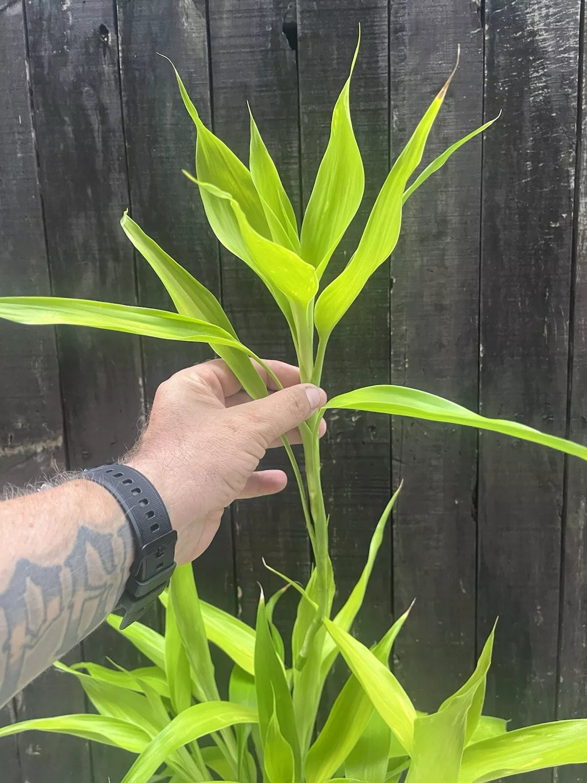 Dracaena Sanderiana/Lucky Bamboo Large Mixed Cuttings – 6 Pack