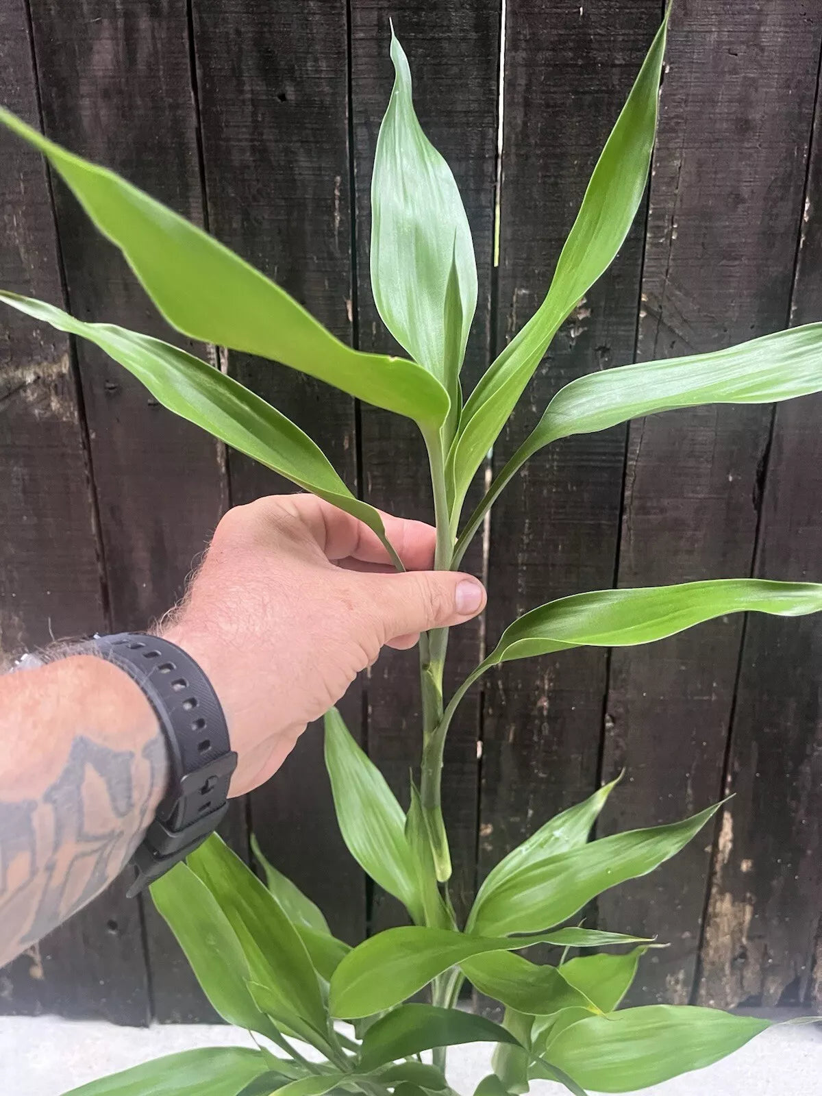 Dracaena Sanderiana/Lucky Bamboo Large Mixed Cuttings – 6 Pack