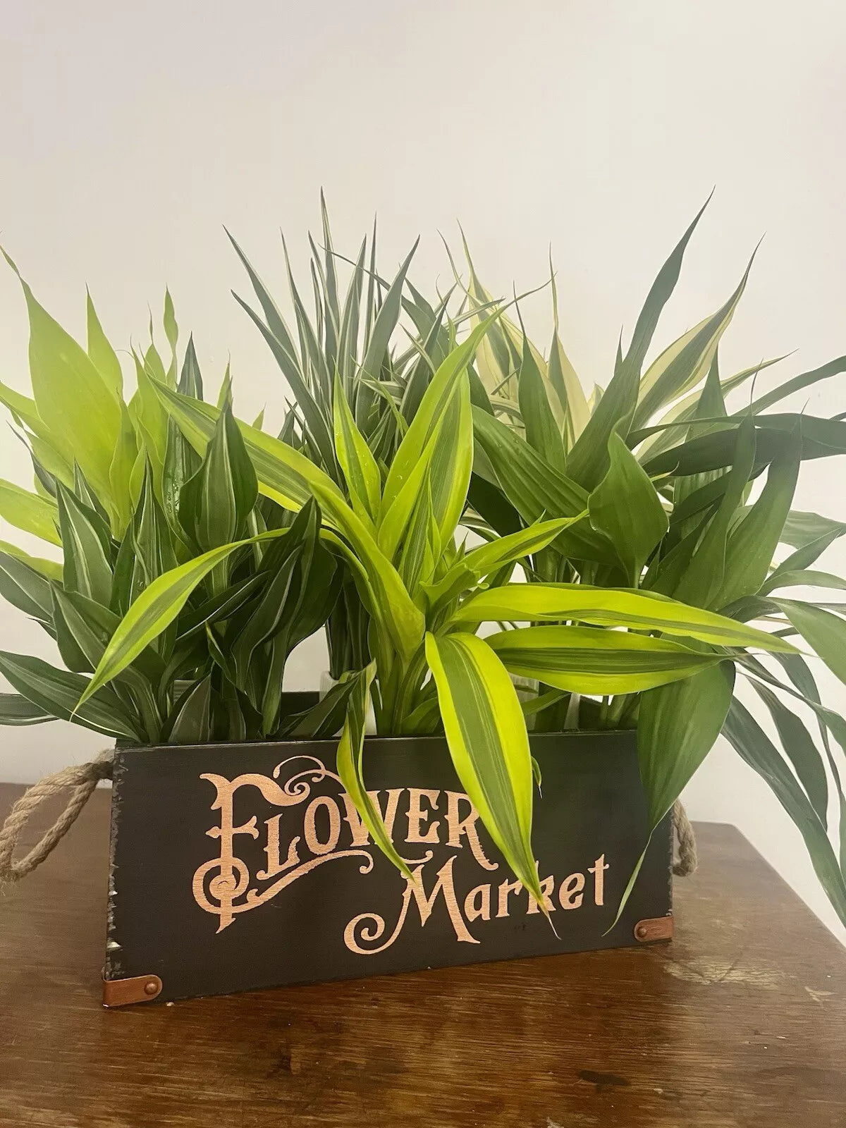 Dracaena Sanderiana/Lucky Bamboo Large Mixed Cuttings – 6 Pack