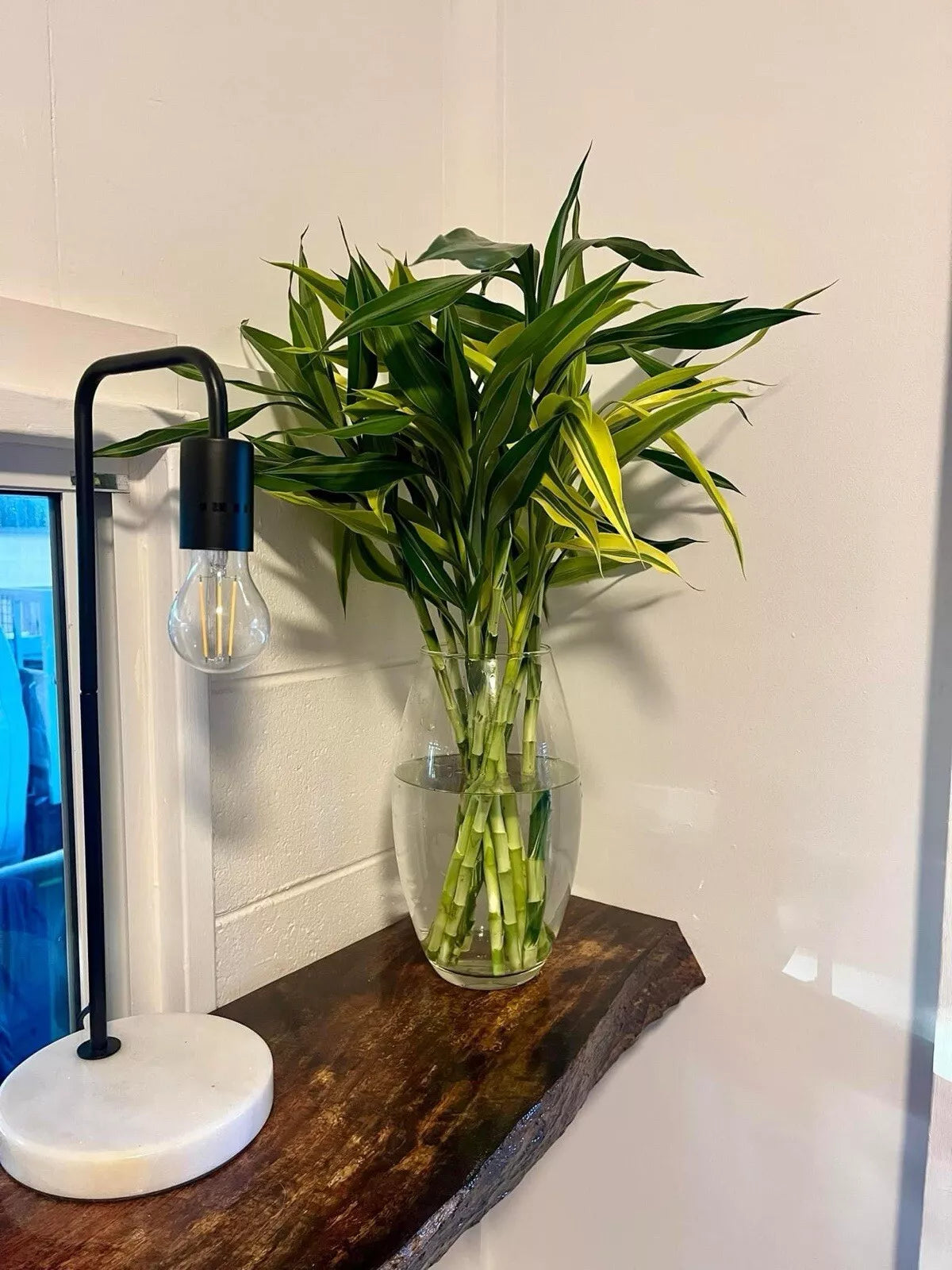 Dracaena Sanderiana/Lucky Bamboo Large Mixed Cuttings – 6 Pack