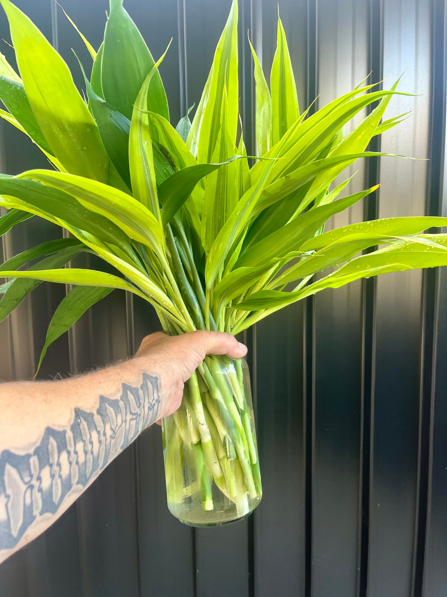 Draceana Sanderiana  Believer Package,25 Extra Large Cuttings 40cm Long