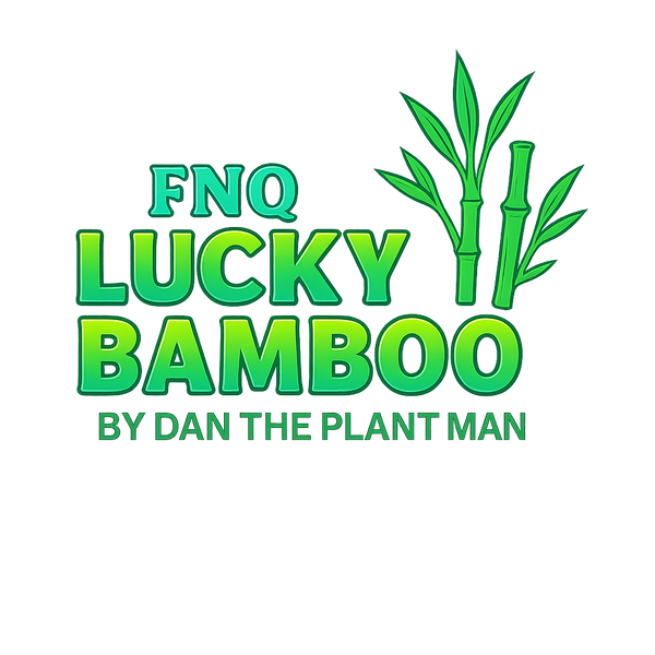 FNQ Lucky Bamboo