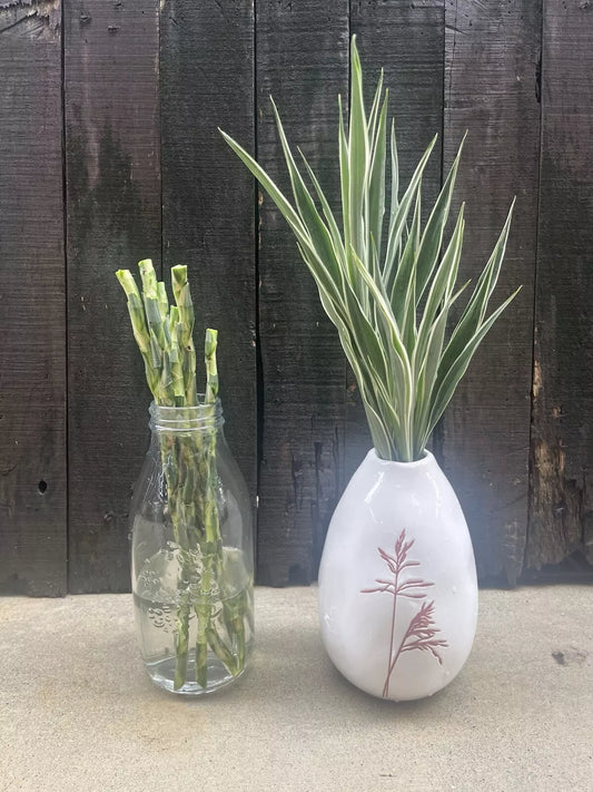 Lucky Bamboo Celes Canes – 6 x 30cm Dracaena Sanderiana