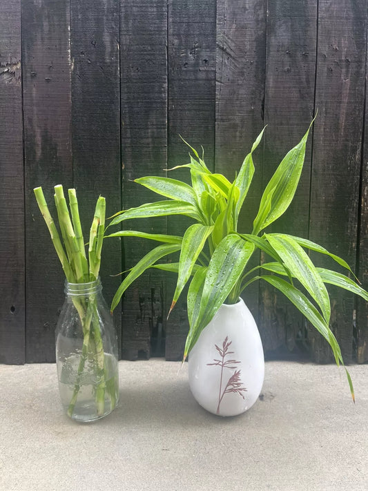 Lucky Bamboo Gold Canes – 6 x 30cm Dracaena Sanderiana