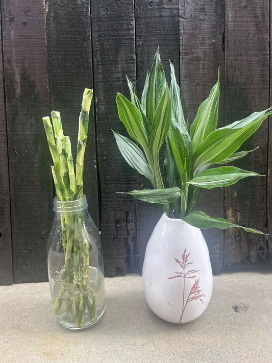 Lucky Bamboo Silver Streak Canes – 6 Cuttings (30cm Each)
