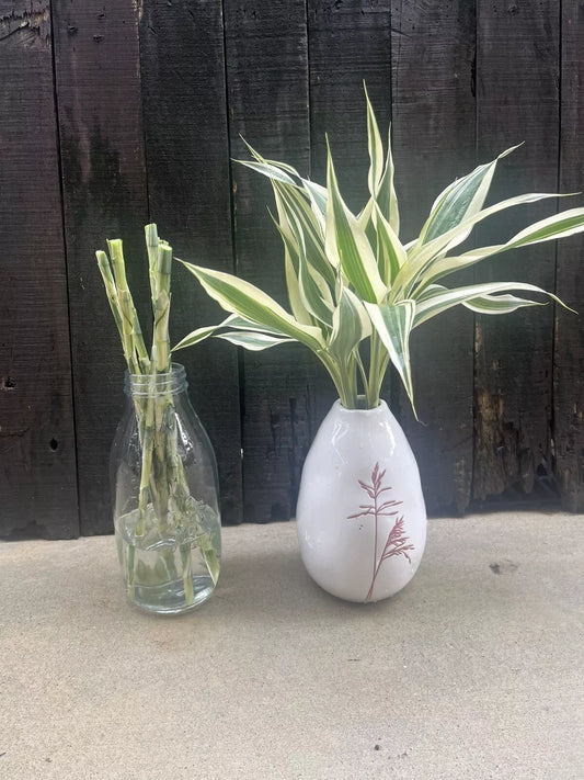 Lucky Bamboo White Edge Canes – 6 x Roughly 30cm Each Dracaena Sanderiana