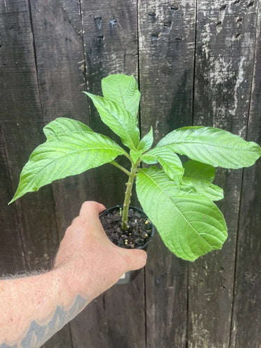 Panama Queen – Aphelandra Sinclairiana
