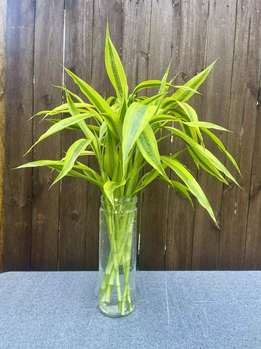 Dracaena Sanderiana Gold/Lucky Bamboo Large 6 Cuttings (Plants Perfect For Vases)