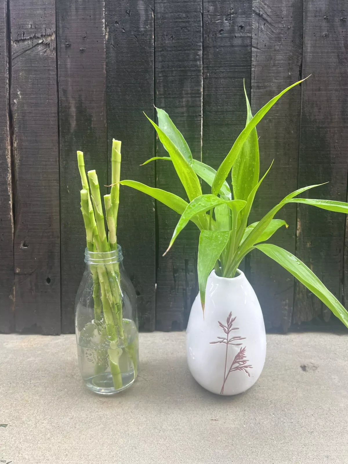Lucky Bamboo NEON Canes - Draceana Sanderiana Plant - 6 x 30cm Each