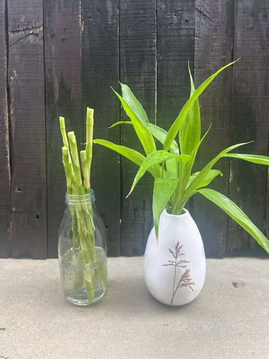Lucky Bamboo NEON Canes - Draceana Sanderiana Plant - 6 x 30cm Each
