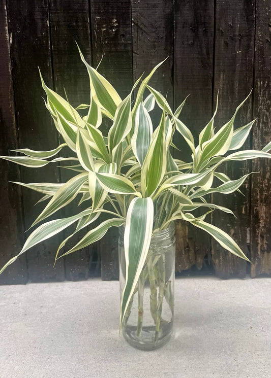 Dracaena Sanderiana White Edge/Lucky Bamboo - Large Pack - 6 Cuttings